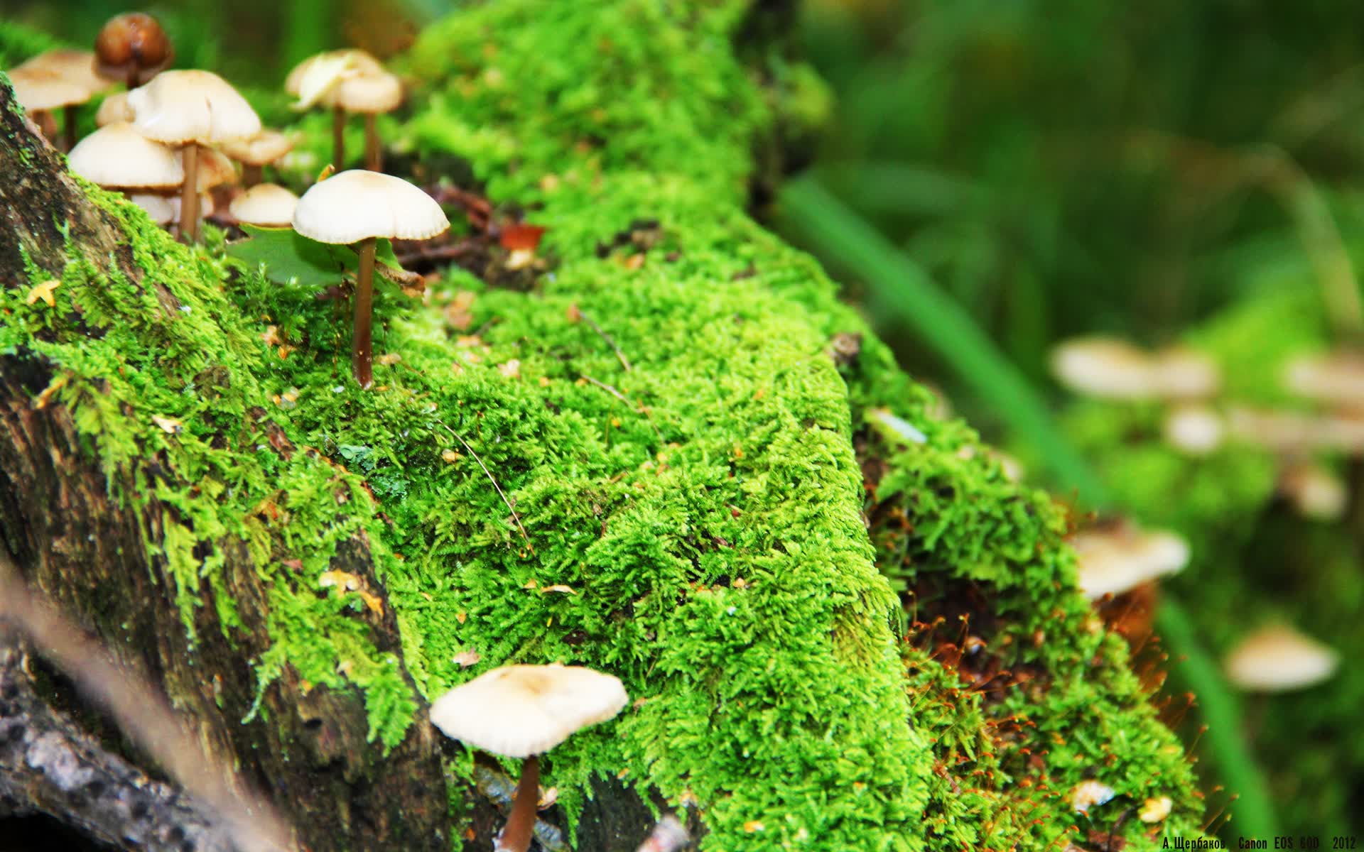 世界保龄球社区推广月志愿者技能提升行动第二阶段启动,世界保龄球大赛